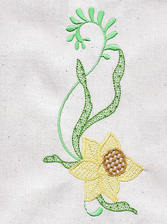 Daffodils